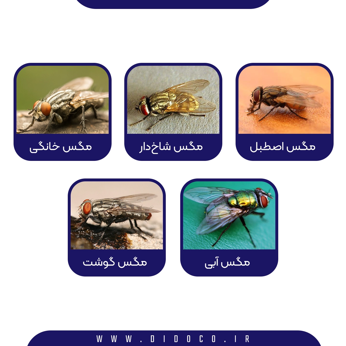 عکس از انواع مگس که ممکن است در محیط دامی وجود داشته باشد