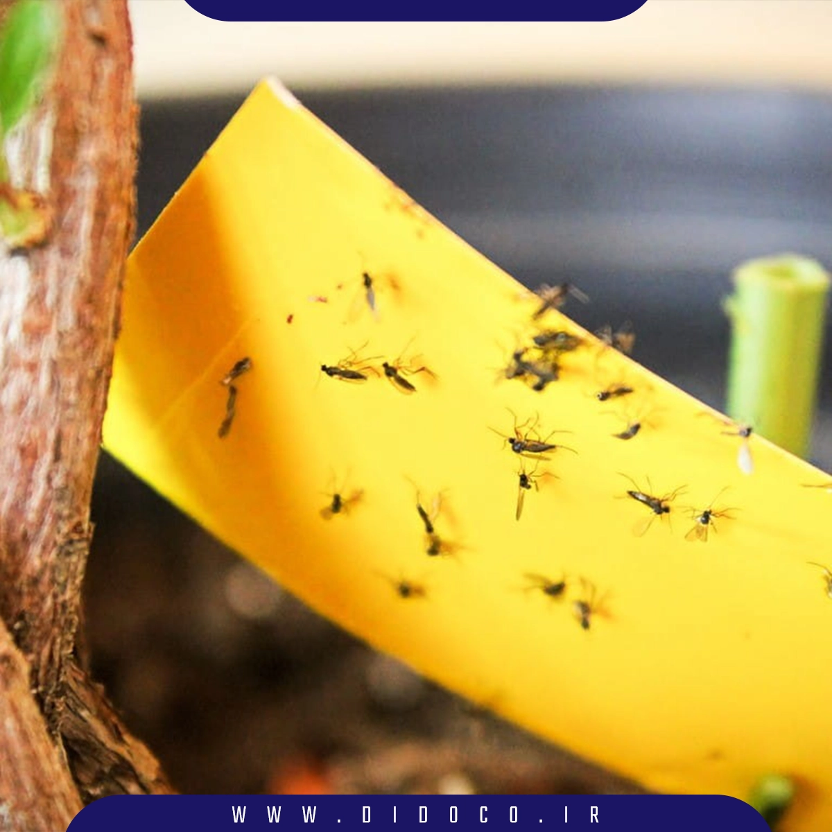 استفاده از تله چسبی برای مقابله با مگس در محیط دامی