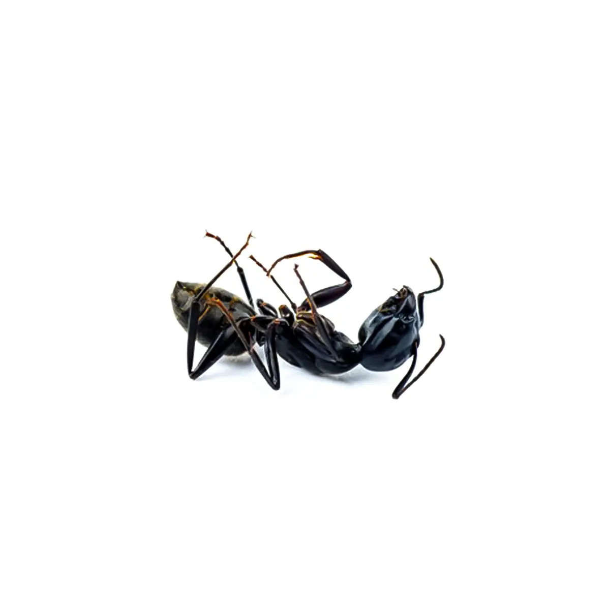 مورچه مرده بر روی یک پس زمینه سفید