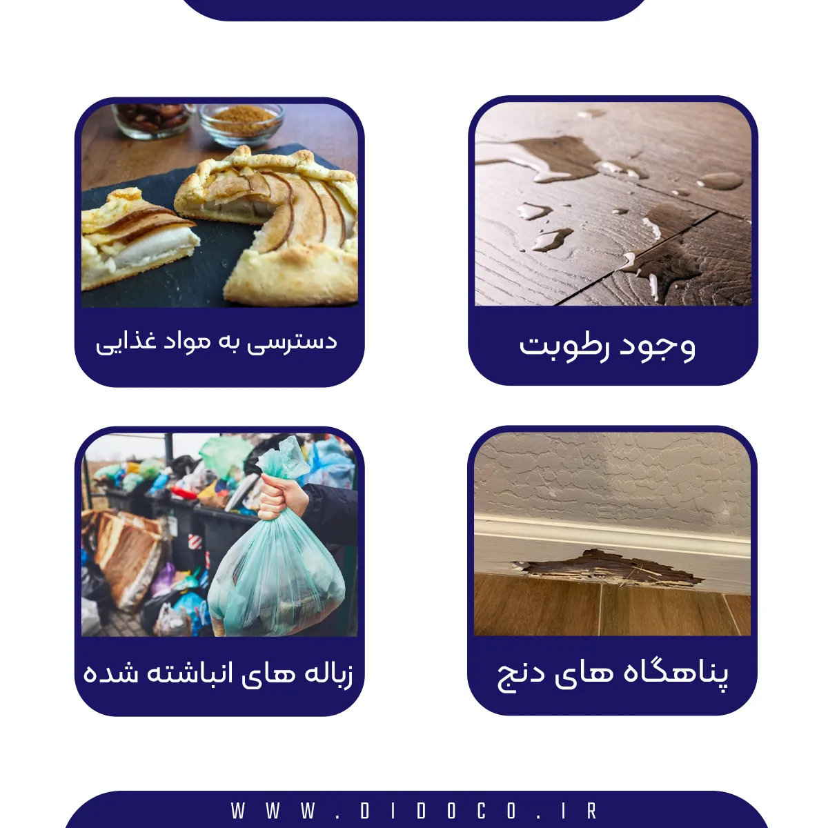 زیاد شدن سوسک‌ها در خانه معمولاً به دلیل فراهم بودن شرایط ایده‌آل برای تغذیه و تولیدمثل آن‌هاست. عواملی مانند دسترسی به باقی‌مانده‌های غذا، رطوبت ناشی از نشتی لوله‌ها یا مکان‌های مرطوب، و وجود شکاف‌ها و درزهای باز در دیوارها یا اطراف لوله‌ها، می‌تواند باعث جذب بیشتر این حشرات شود.