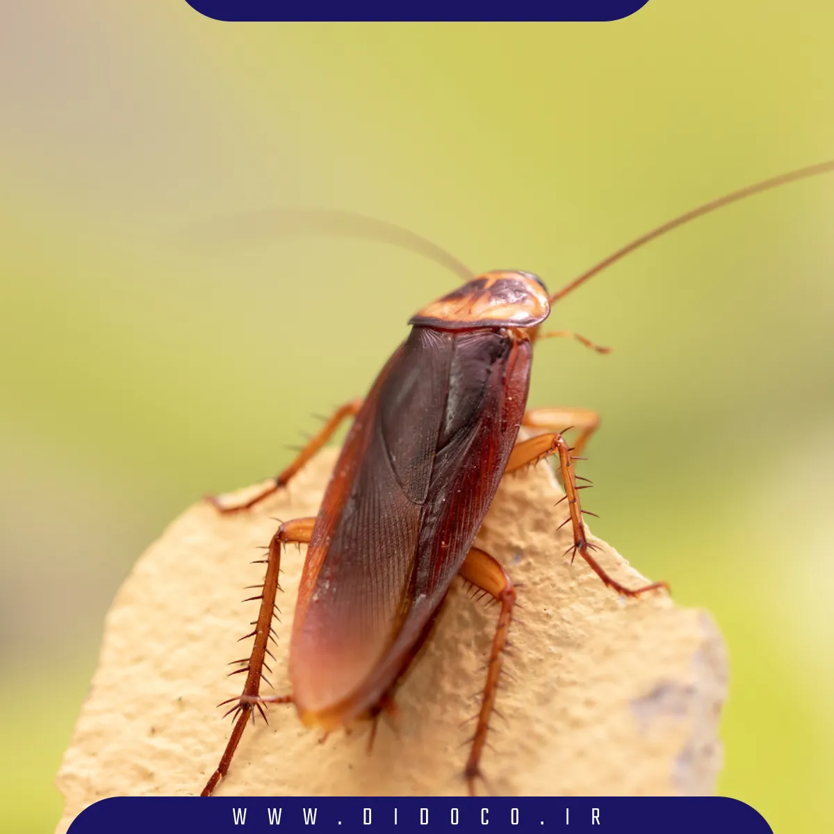 عکس از سوسک result