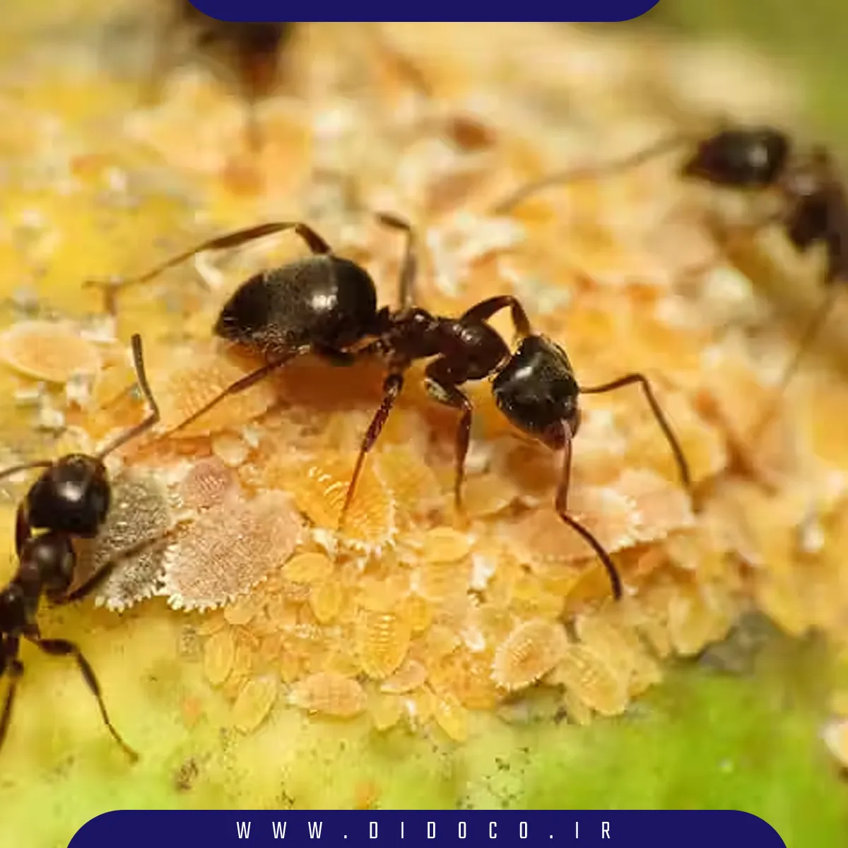 عکس از مورچه result