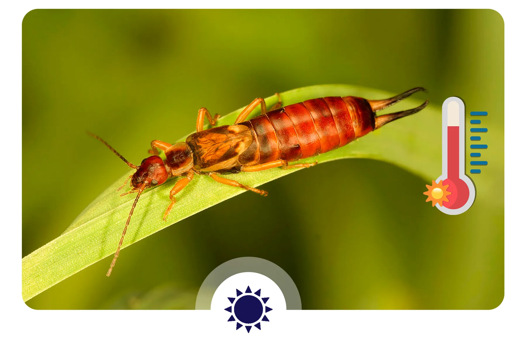 یک حشره بر روی برگ یک درخت در هوای گرم تابستان