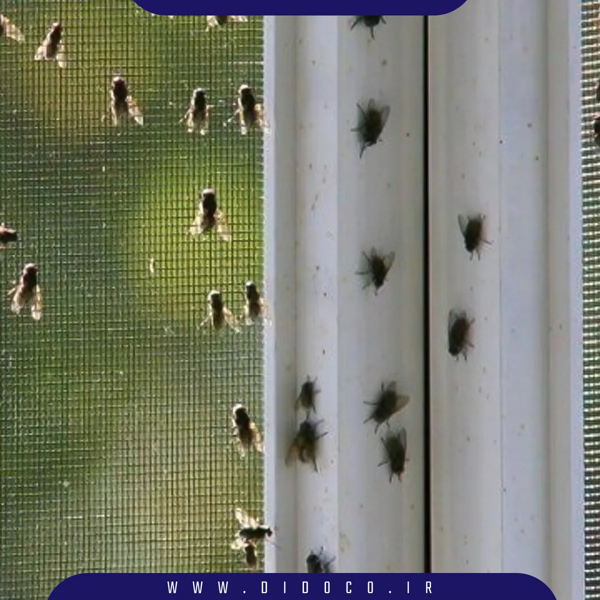 مگس‌هایی که به خانه وارد شده اند