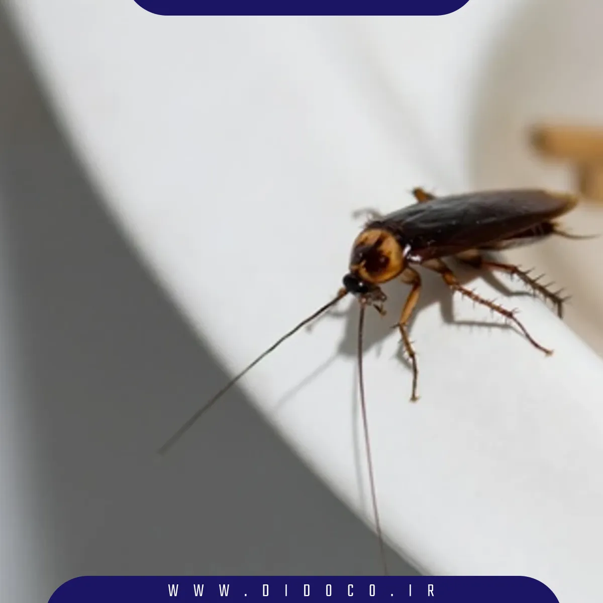 سوسک فاضلاب