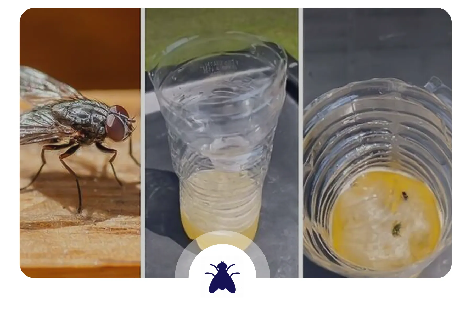 یک نوع طعمه خانگی مگس که از راه های از بین بردن مگس در خانه است