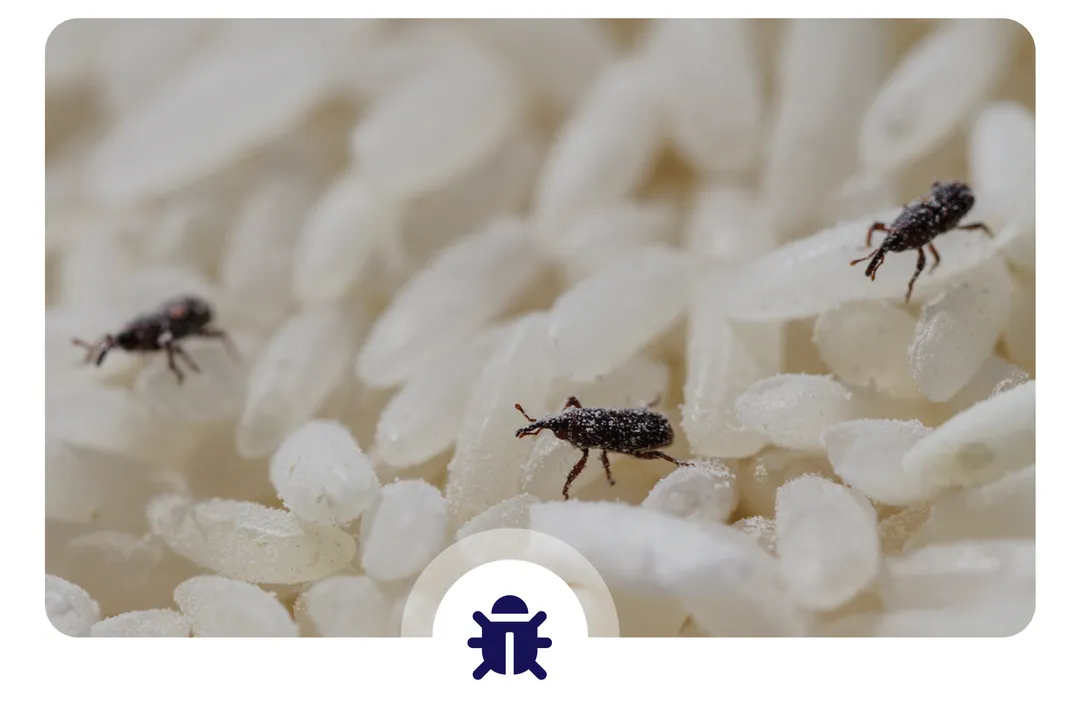 حشرات موجود در انبارها و انباری ها که برای از بین بردنشان راه های متفاوتی وجود دارد