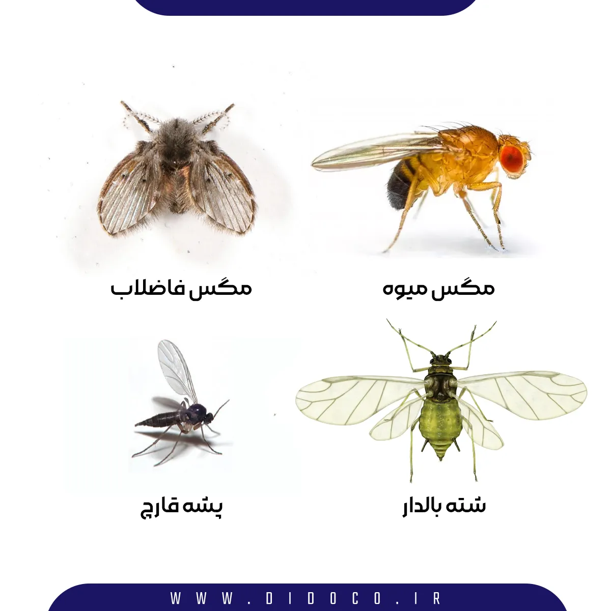 انواع حشرات ریز بالدار در خانه که میتوانند شامل مگس میوه، مگس فاضلاب، پشه قارچی و شته باشند