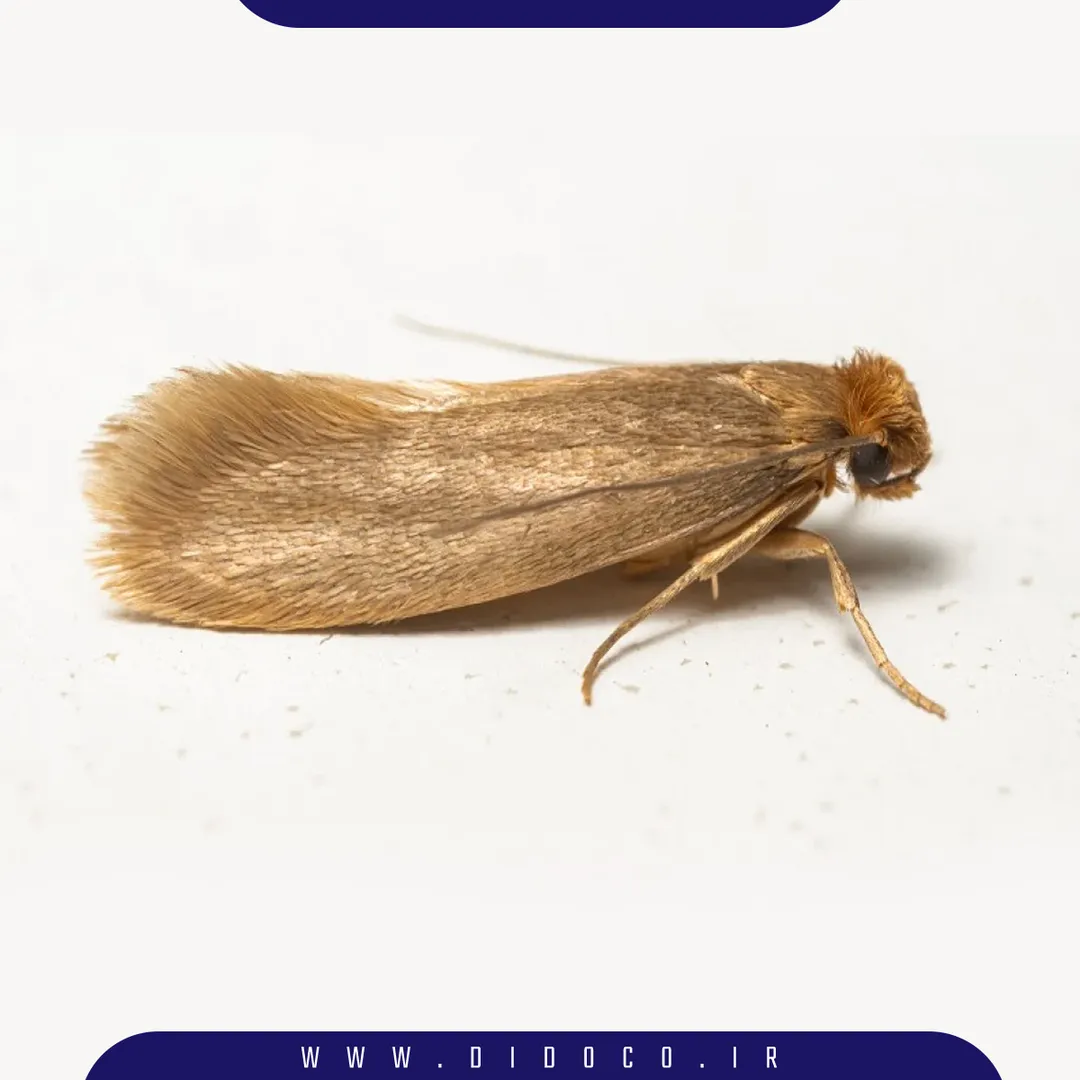 بید و پروانه مواد غذایی که یکی از حشراتی است که در انبارها دیده میشود