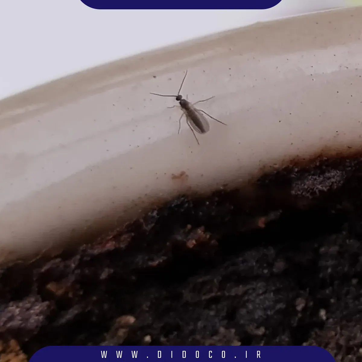 حشره ریز بالدار اطراف خاک گلدان