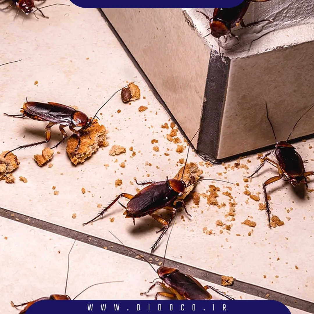 سوسک در انبار مواد غذایی