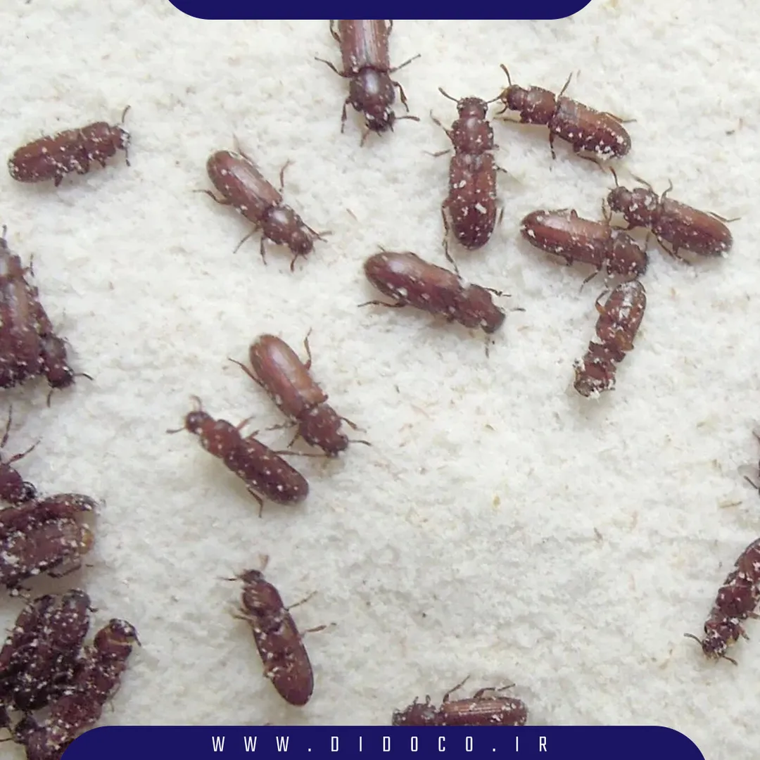 شپشک و کنه در انبار مواد غذایی و دیگر انبارها