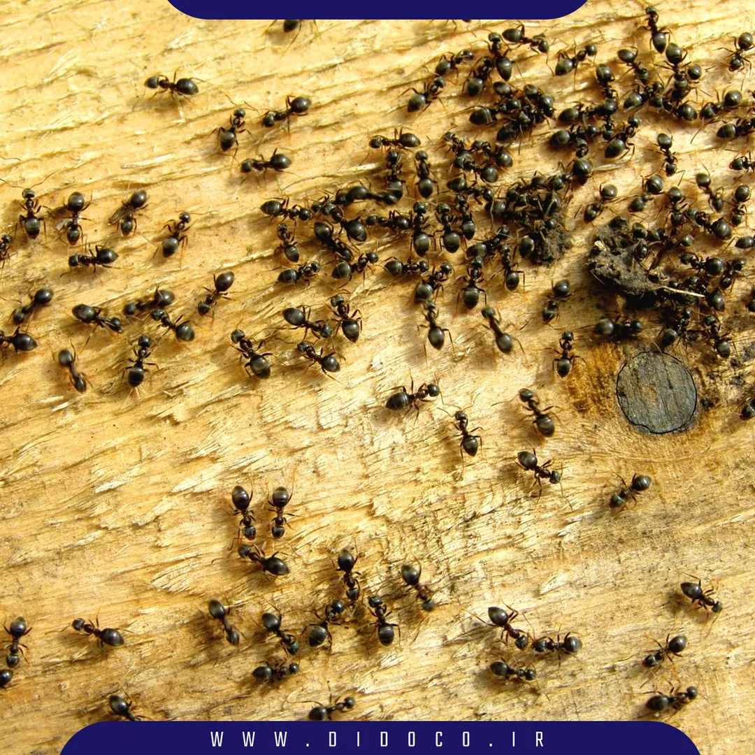 مورجه در انبار و انباری