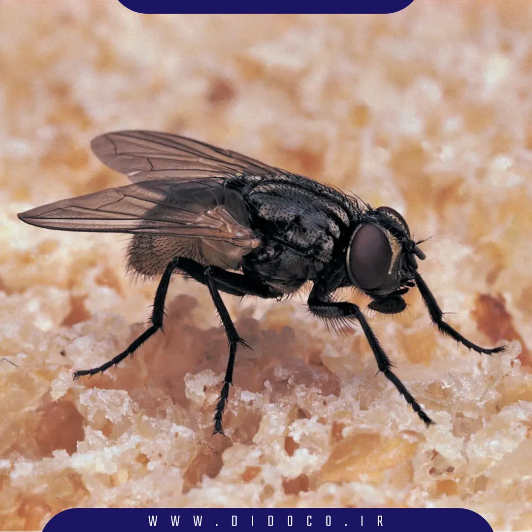 مگس که یکی از حشراتی است که در انبار مواد غذایی و انباری ها دیده می شود