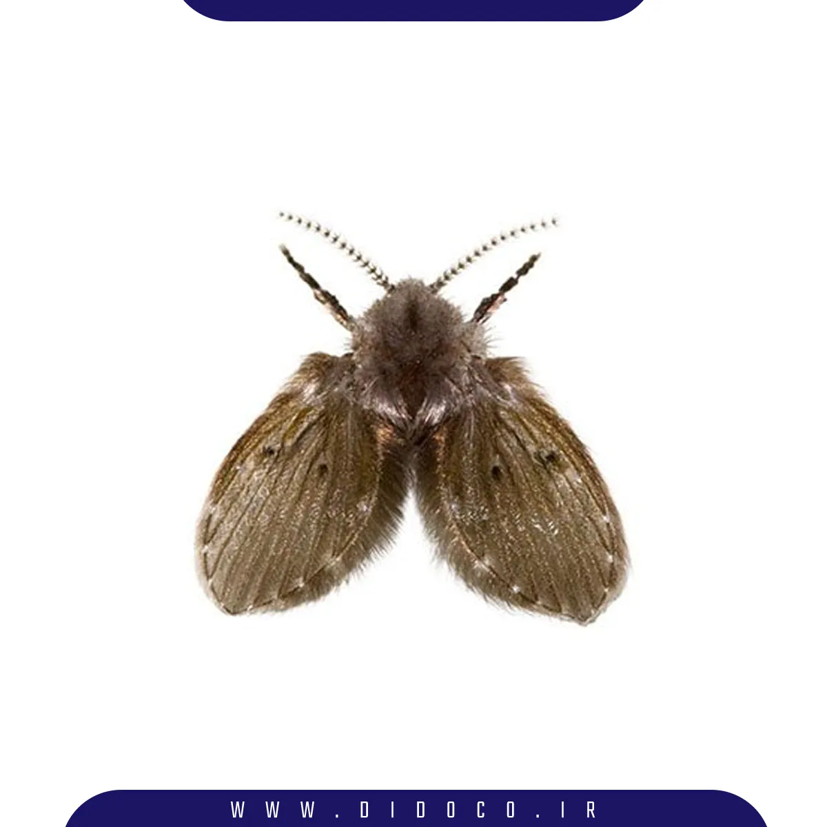 عکس نزدیک از پشه ریز توالت و دستشویی