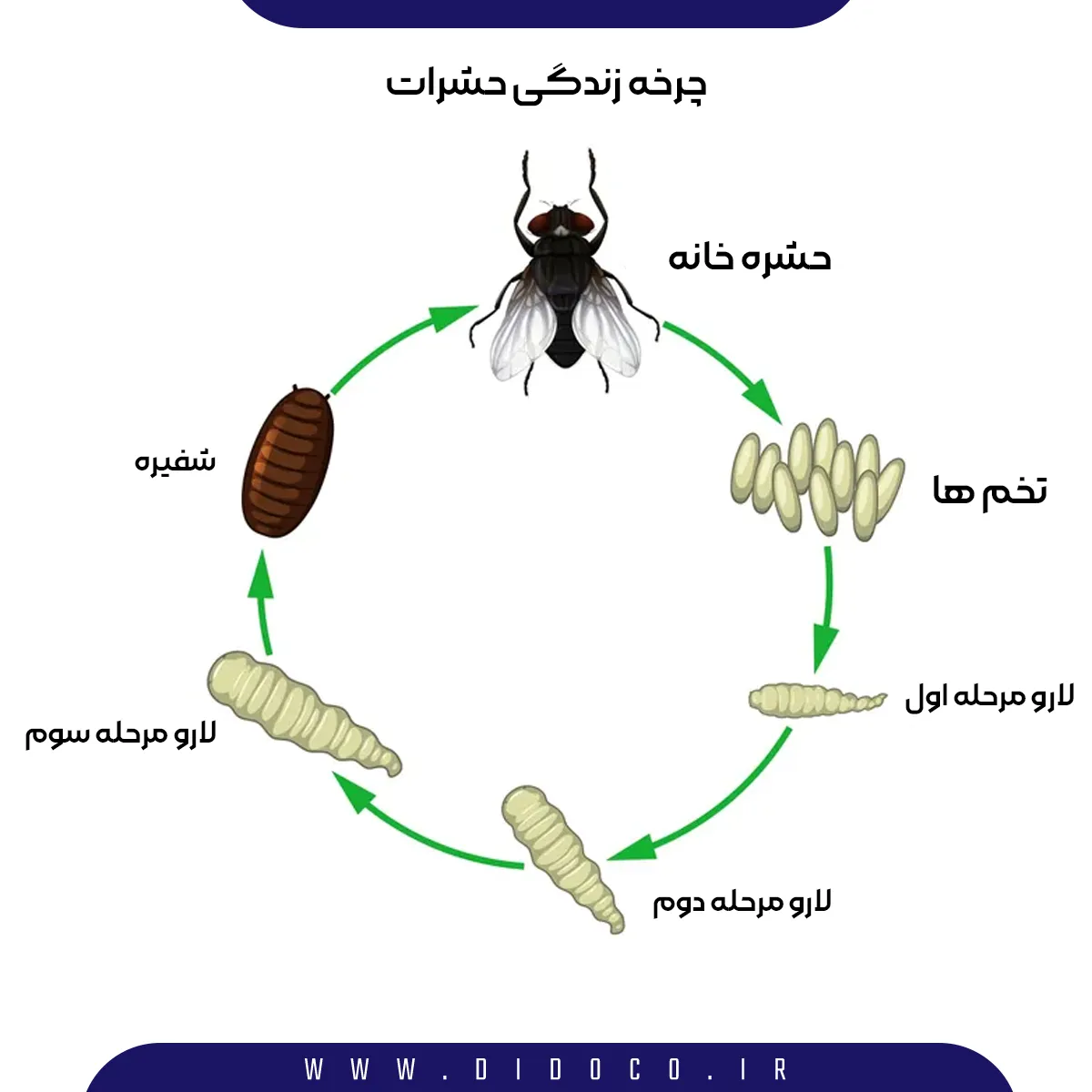 اینفوگرافیک چرخه زندگی حشرات ریز بالدار در خانه