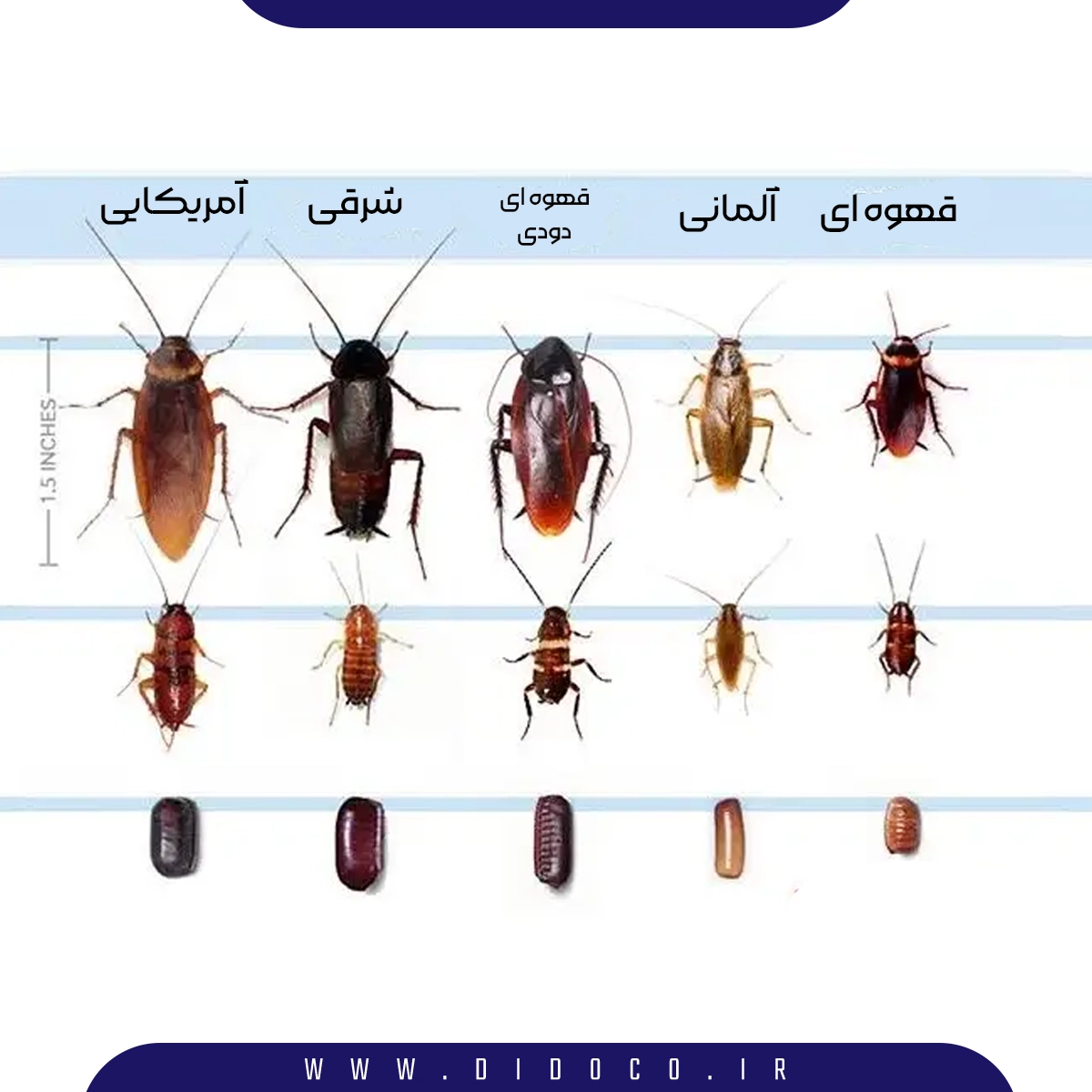 انواع سوسک هایی که افراد در خانه مشاهده میکنند شامل سوسک آلمانی و سوسک آمریکایی