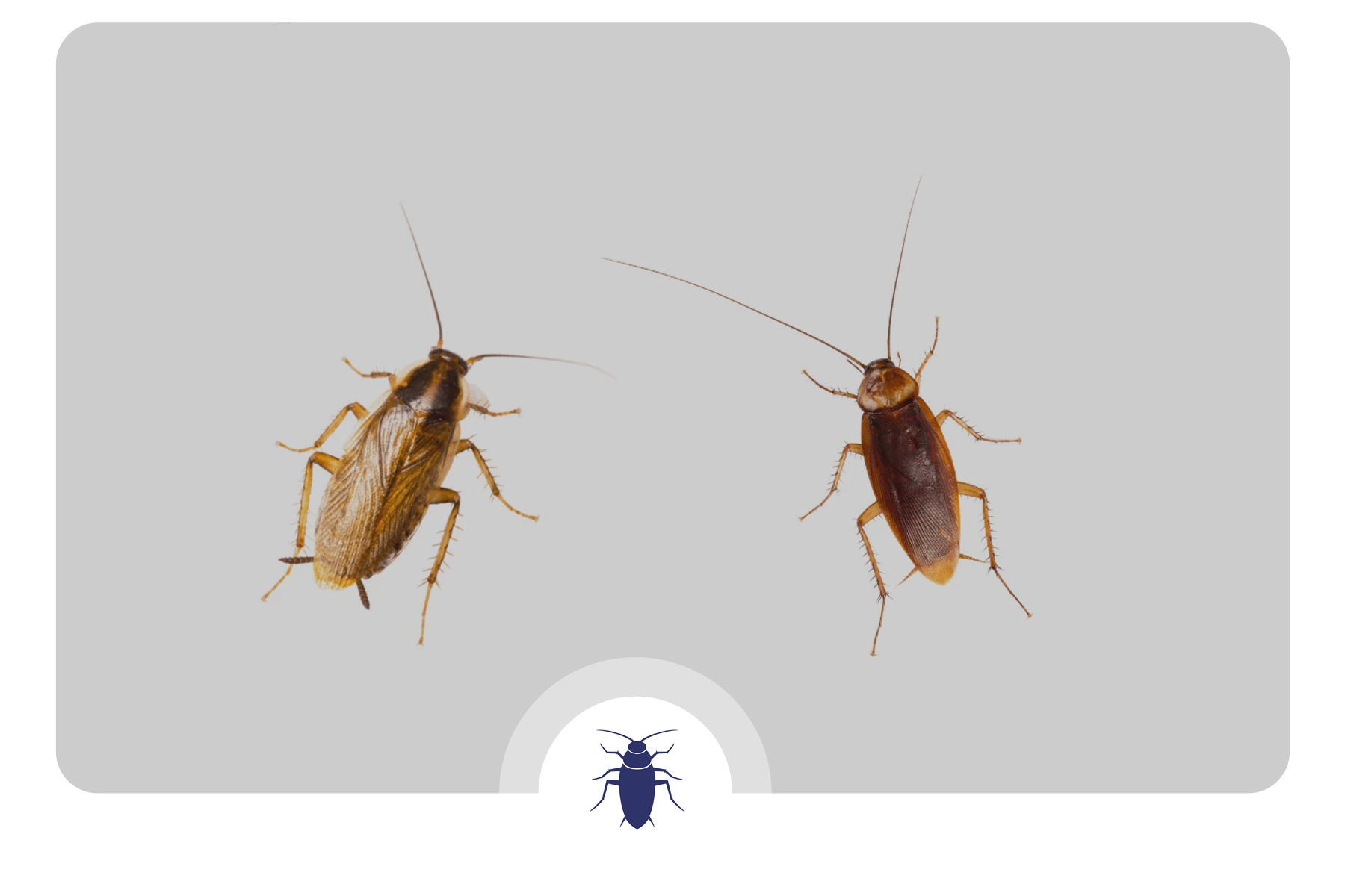 سوسک آلمانی و سوسک آمریکایی در کنار یکدیگر بر روی یک پس زمینه خاکستری