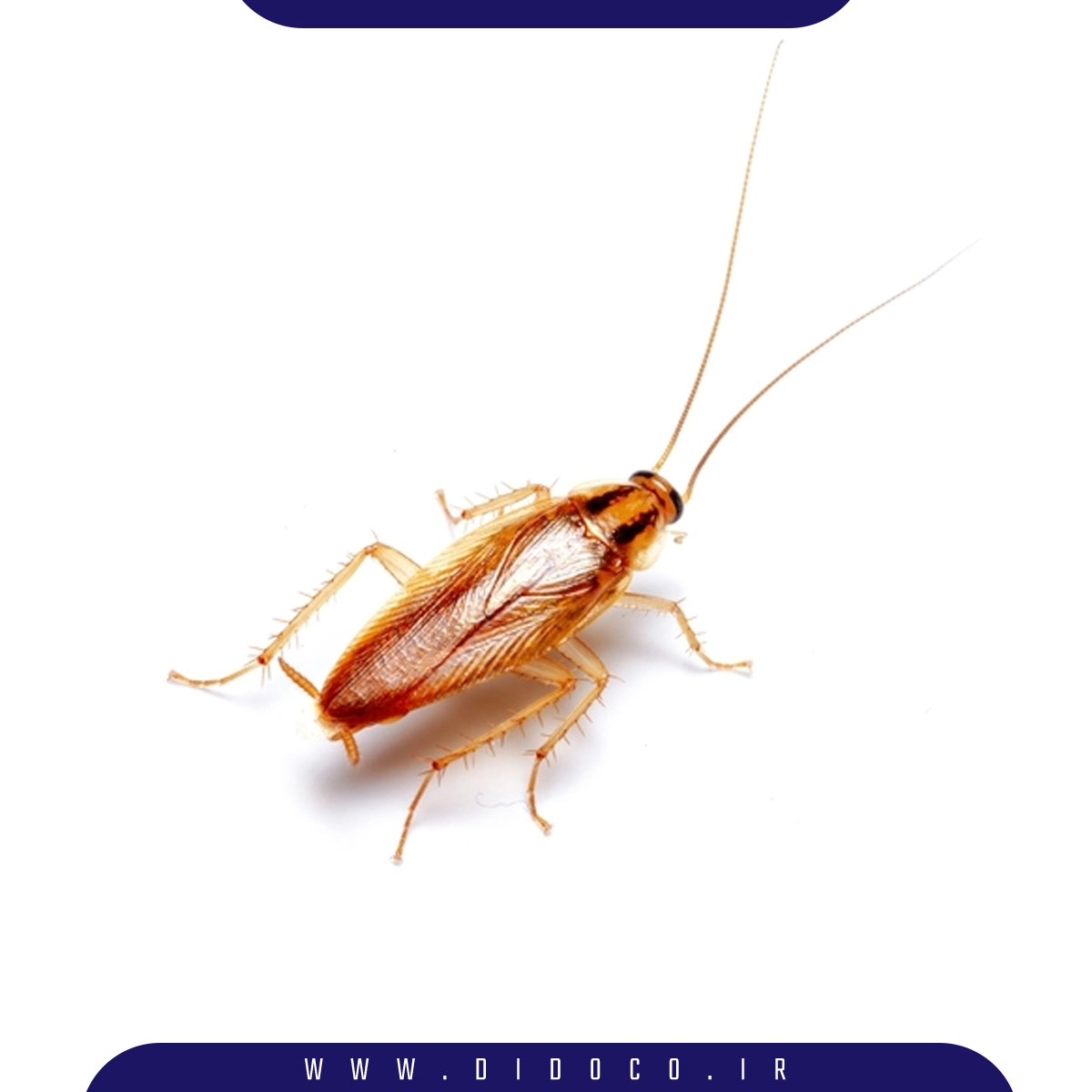 سوسک آلمانی که به آن سوسک ریز آشپزخانه و کابینت هم میگویند