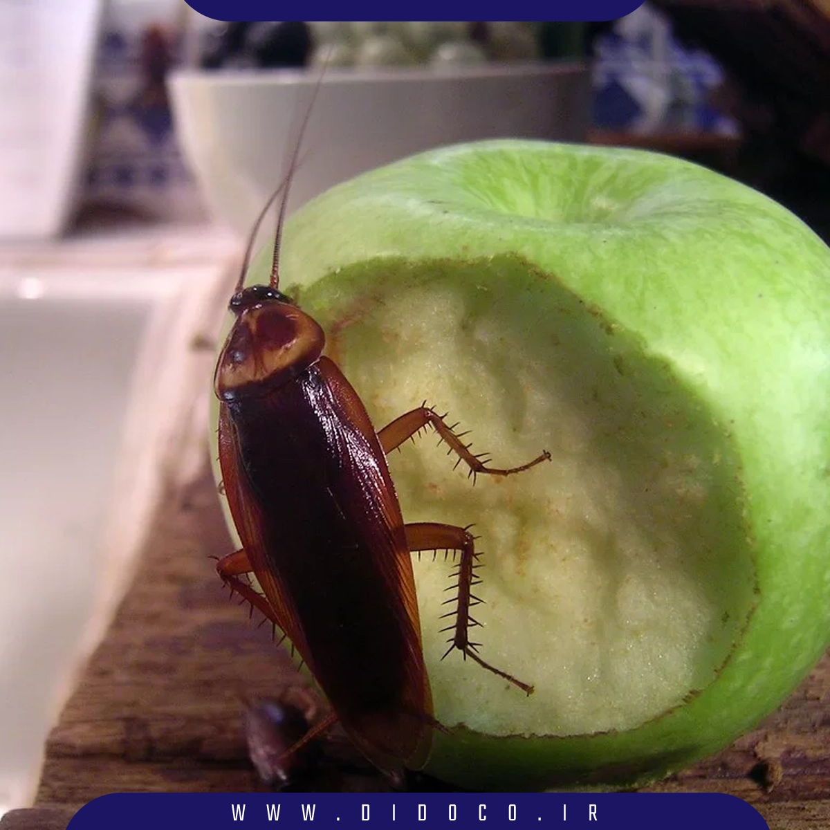 سوسک آمریکایی که قهوه ای مایل به قرمز است و بیشتر در مکان های مرطوب مانند دستشویی ها دیده می شود