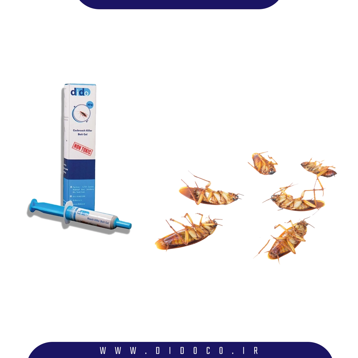 ژل سوسک دیدو در کنار تعدادی سوسک آمریکایی مرده. ژل سوسک دیدو بهترین روش از بین بردم سوسک آمریکایی یا سوسک فاضلاب است